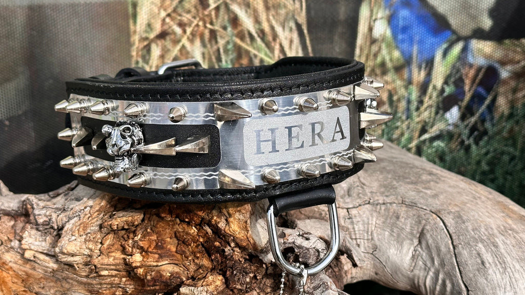 Handmade leather dog collar with custom engraved name plate from A&C Dog Collars, featuring a sturdy leather band and personalized name tag.