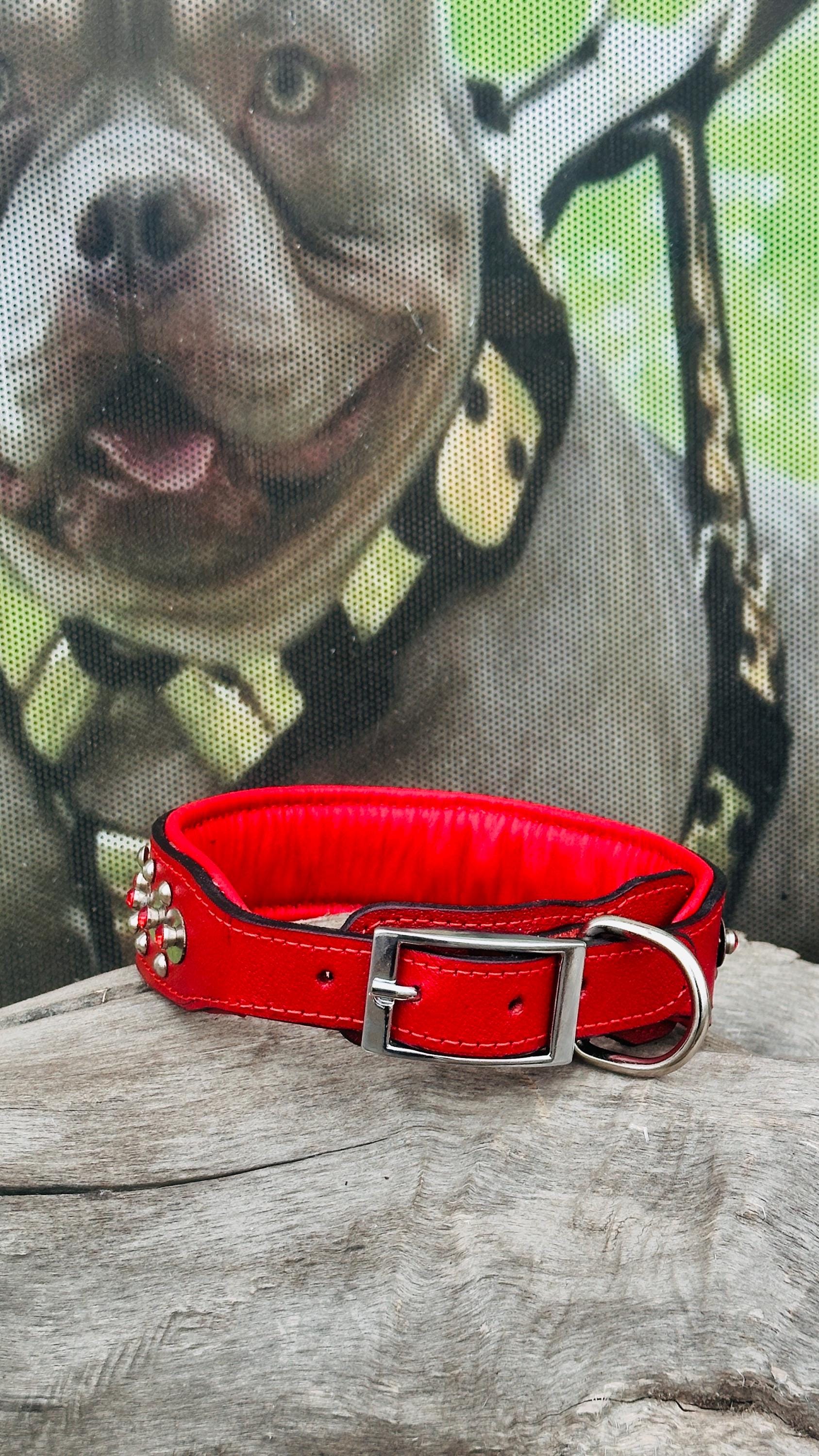 Luxury red leather dog collar by A&C Dog Collars with personalized crystal-engraved name tag and adjustable fit.