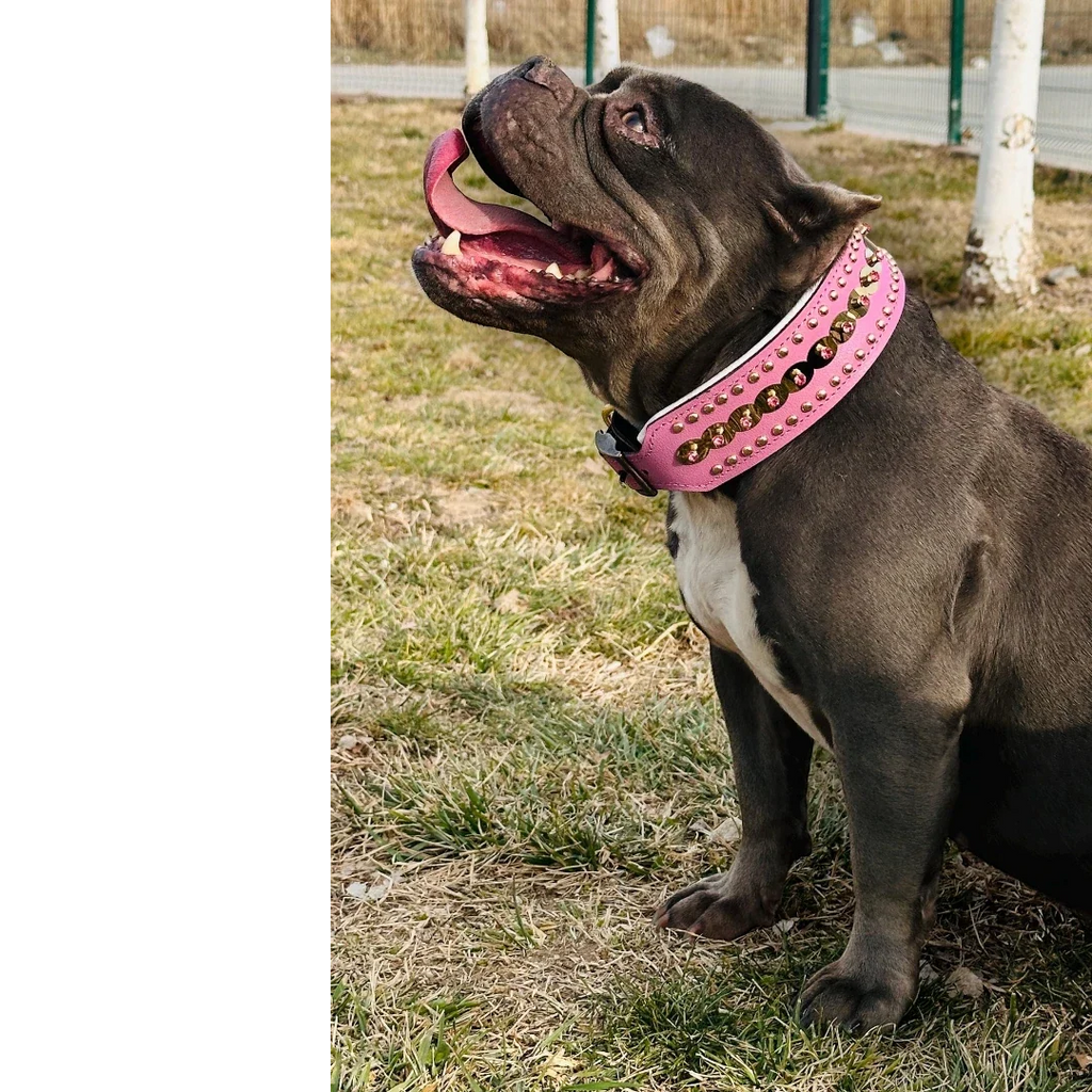 Handmade green leather dog collar with crystal studs, stylish and durable for medium breeds by A&C Dog Collars.