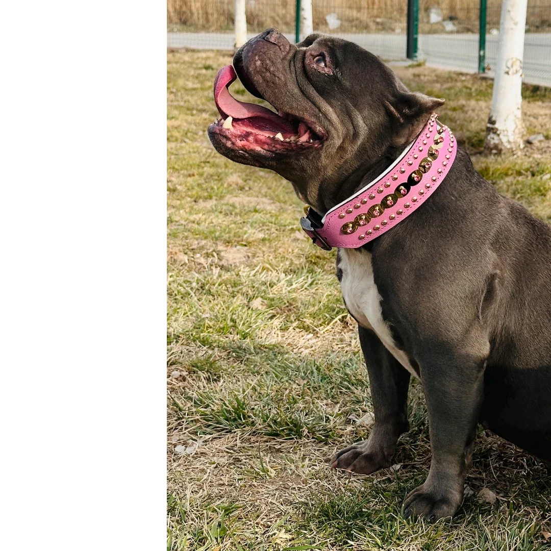 Handmade green leather dog collar with crystal studs, stylish and durable for medium breeds by A&C Dog Collars.