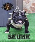 Handmade buffalo leather spiked dog collar by A&C Dog Collars, heavy-duty large breed dog collar with metal spikes and thick leather.