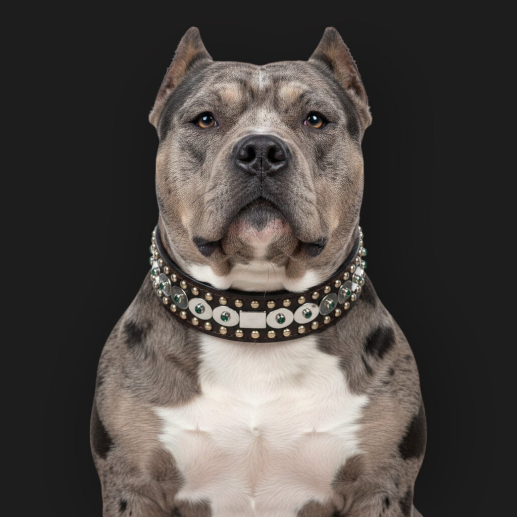 Merle American Bully boynunda yeşil kristal taşlı ve oval çelik plakalı deri tasma