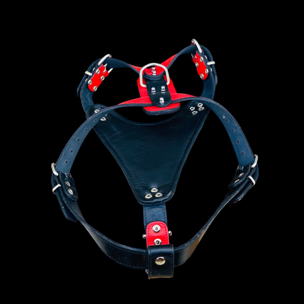 Handmade buffalo leather dog harness with lion emblem. Strong, stylish, and built for powerful breeds like Bully, Cane Corso, Rottweiler & K9 - A&C Dog Collars